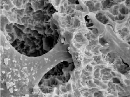 Application of Titanium and Titanium Alloys in Dentistry - 20250604120224